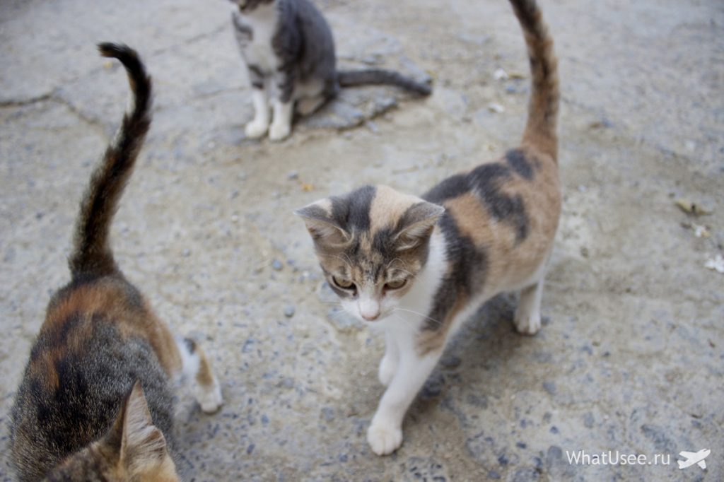 Кошки в Греции, Крит
