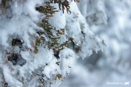 Снег в Троодосе зимой