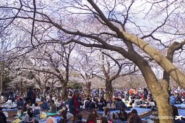 Почему вам не понравится в Японии