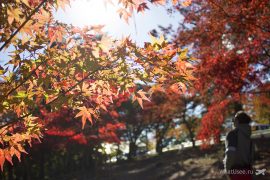 Момидзи в Япнии, сезон красных клёнов