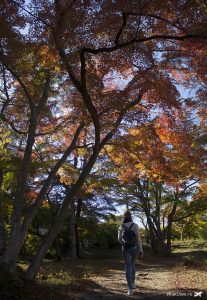 Парк момидзи в Нагаторо, Япония