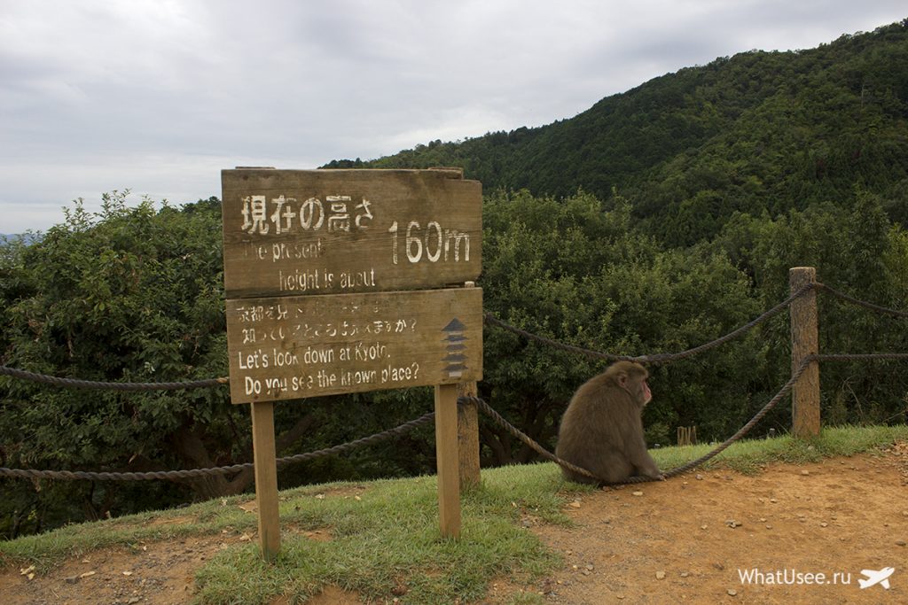 Гора Иватаяма с обезььянами