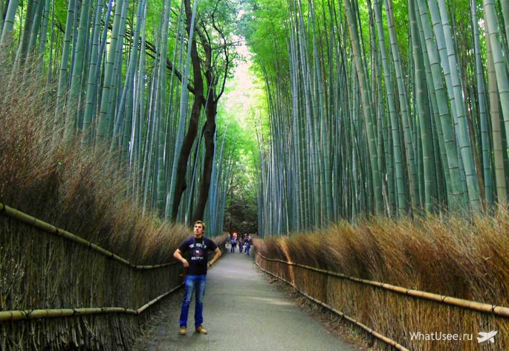Бамбуковая роща Арасияма в Японии