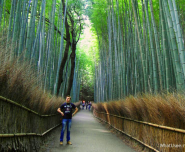Бамбуковая роща Арасияма в Японии