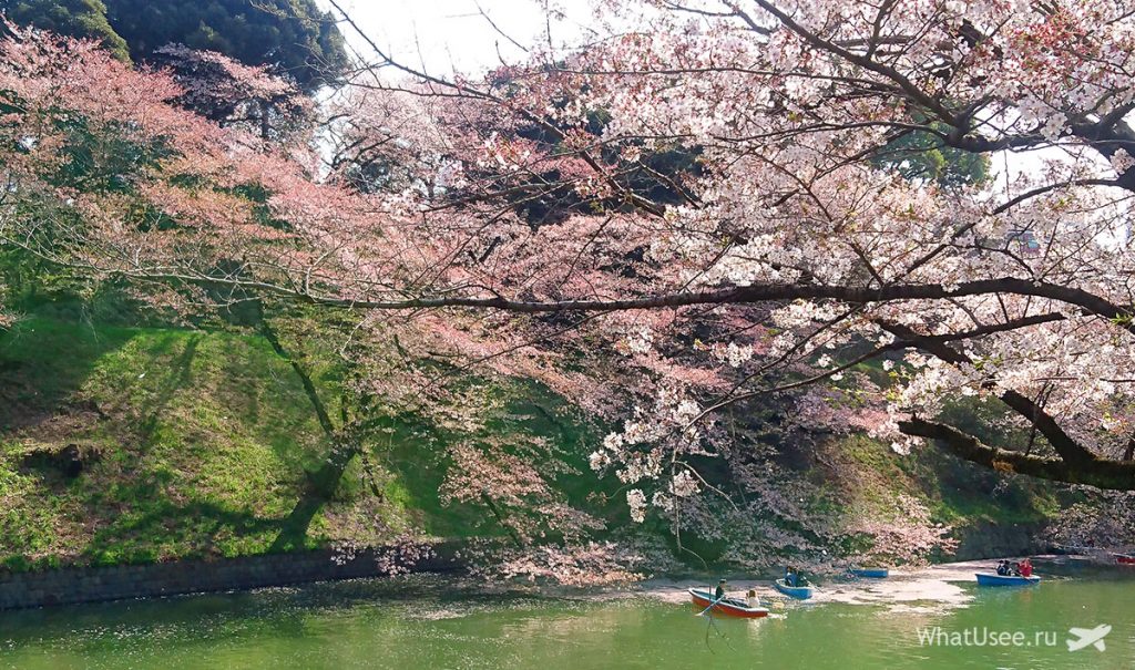 Где смотреть цветение сакуры в Японии