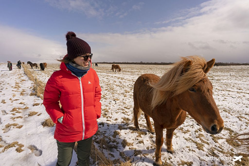 Лошади Исландии