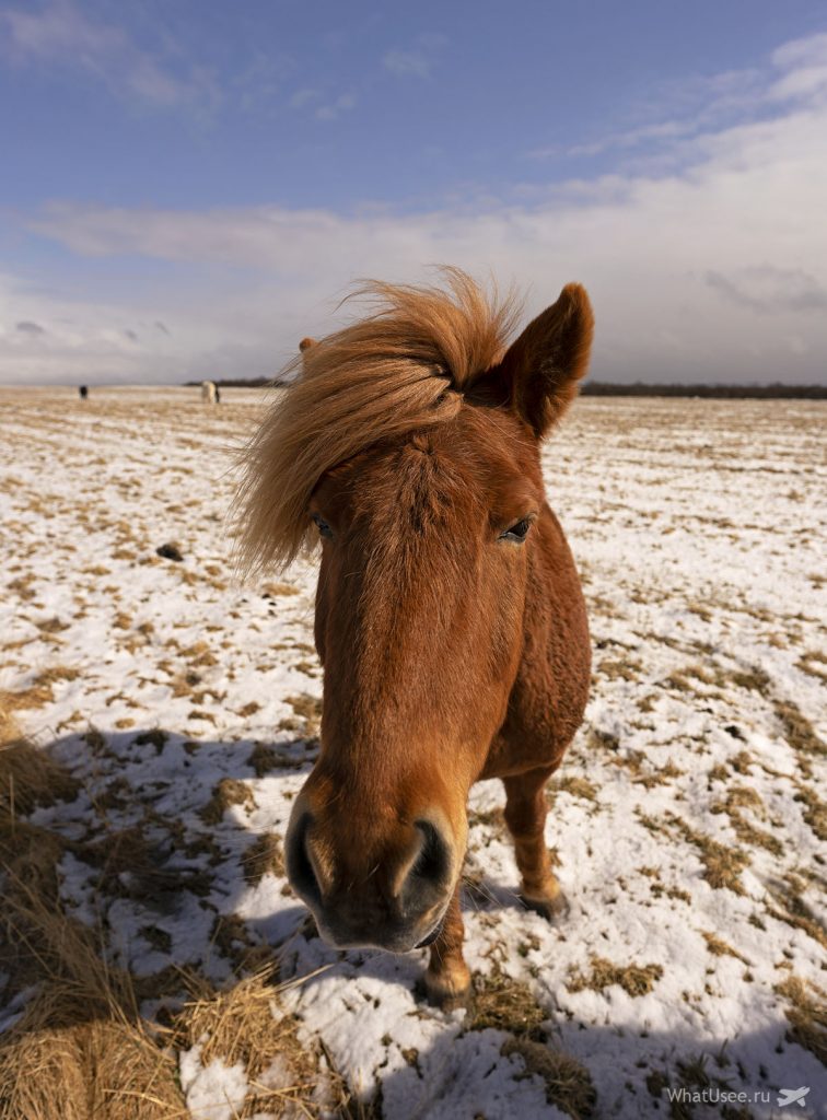 Исландские лошади на фото