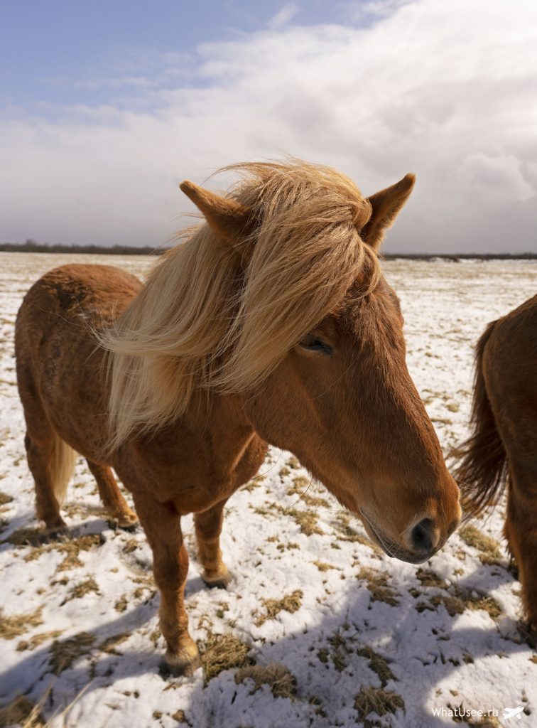 Исландские лошадки на фото